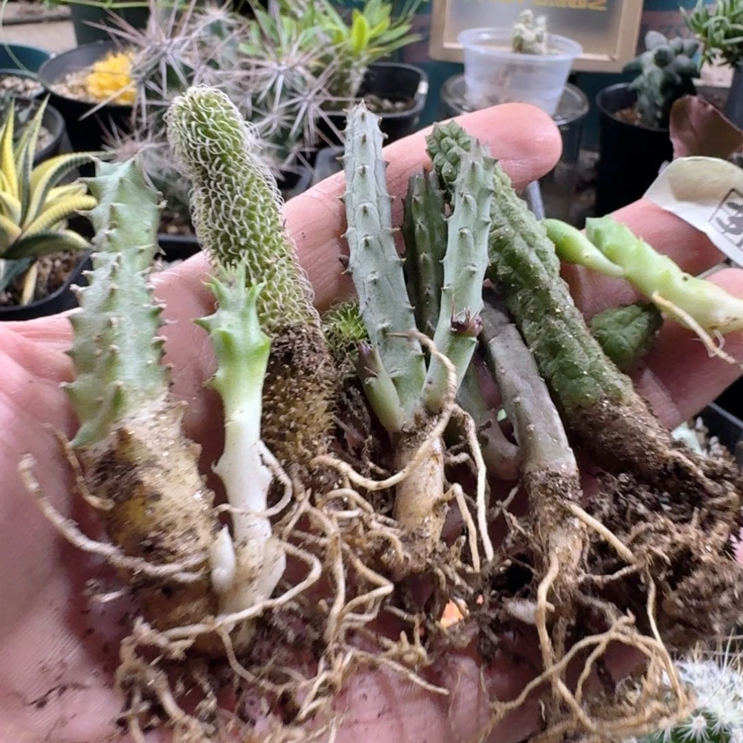319一手萝藦脱土发货