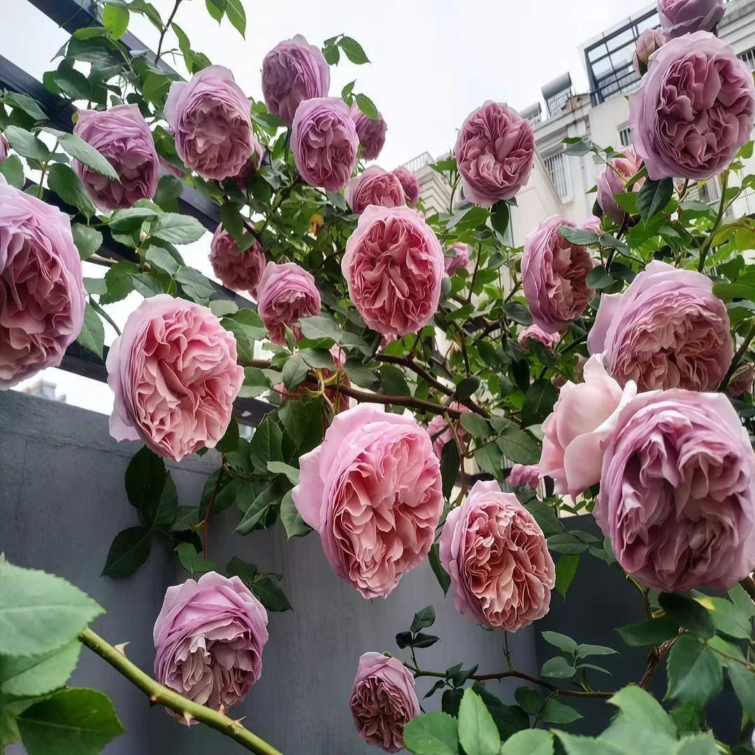 【法国礼服】露台攀援藤本型耐热大花易养观赏性花卉盆栽新手推荐