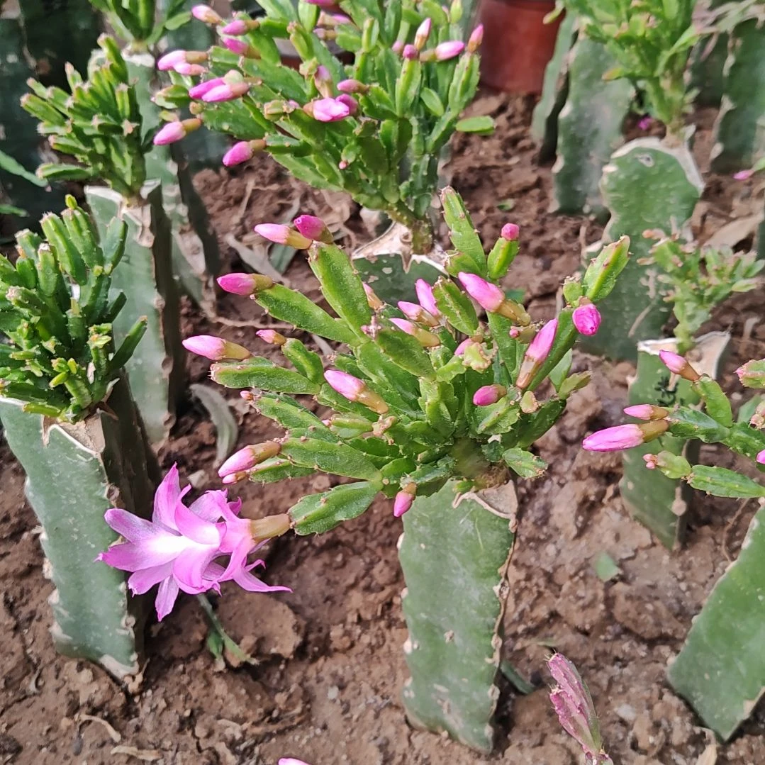 粉异类脱土脱盆易掉芽苞527