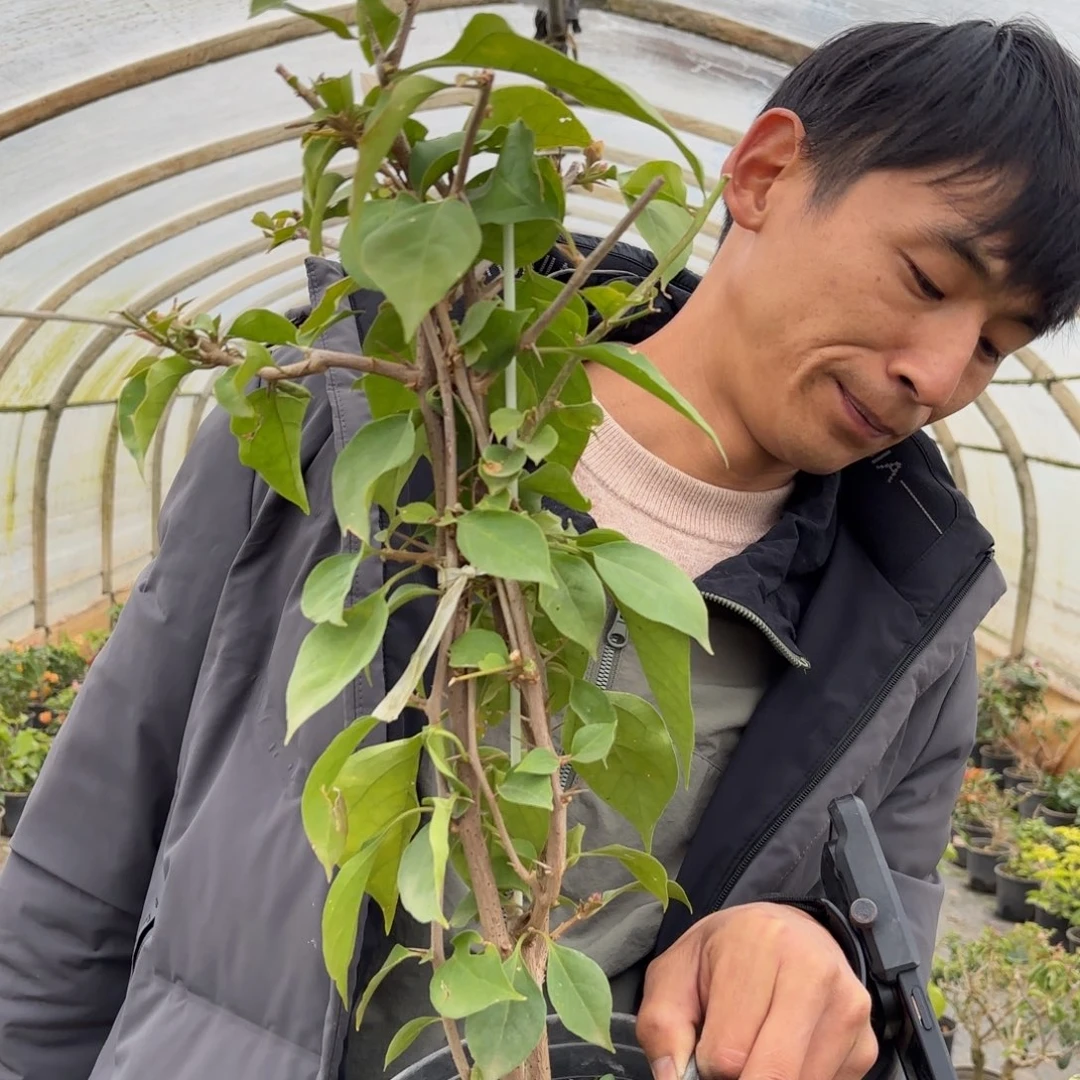 秀***园完全开放（温莎芝士）三角梅会落花会光杆苗有大有小