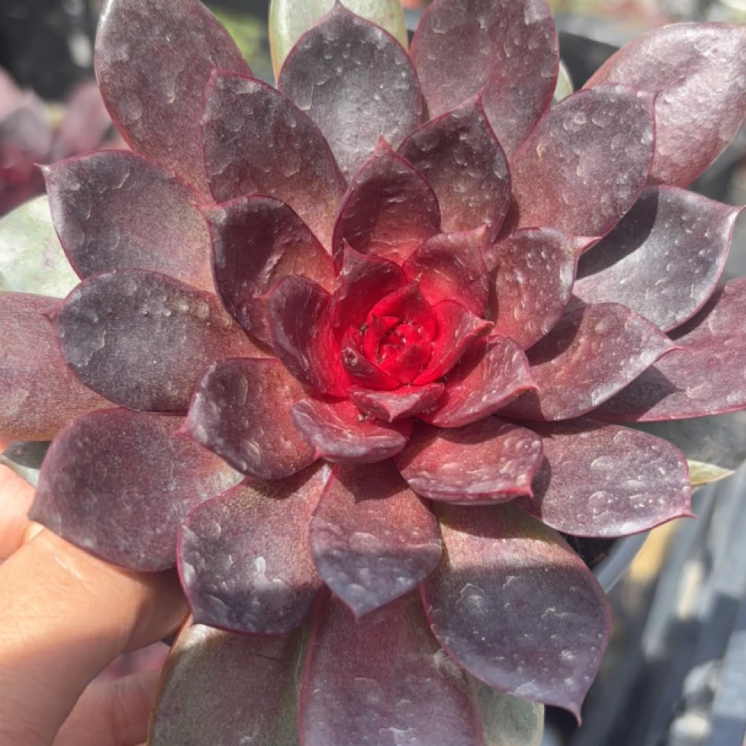 红玫瑰 多肉植物新手好养 （全店满9.99包邮）
