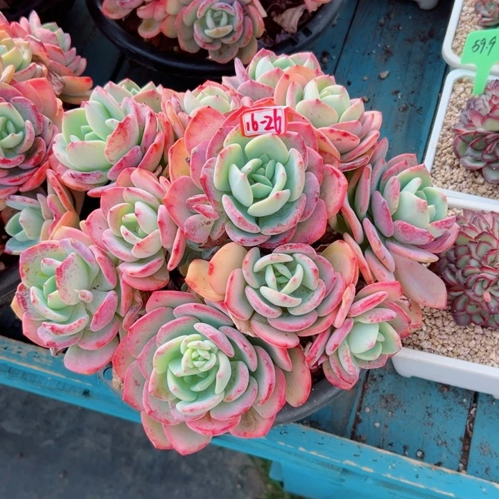 冰**雪精品多肉植物老桩