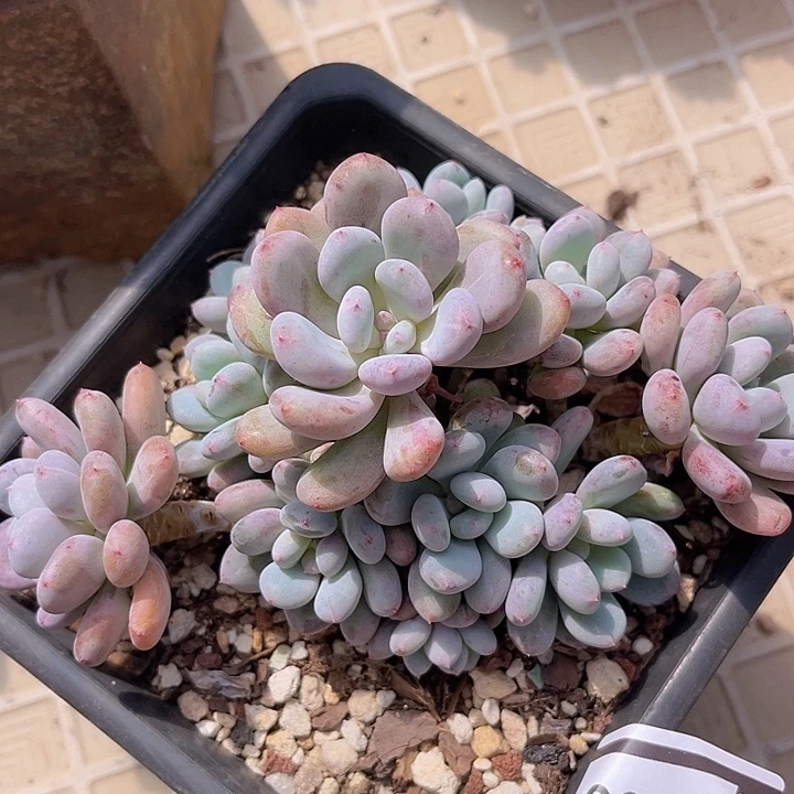 香香雪2966多肉植物