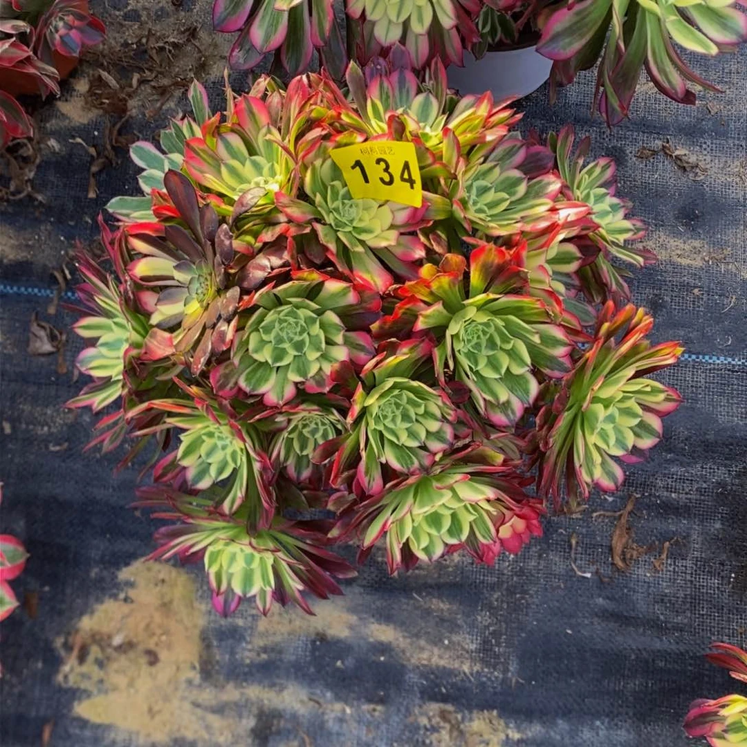 m****5多肉000134天河