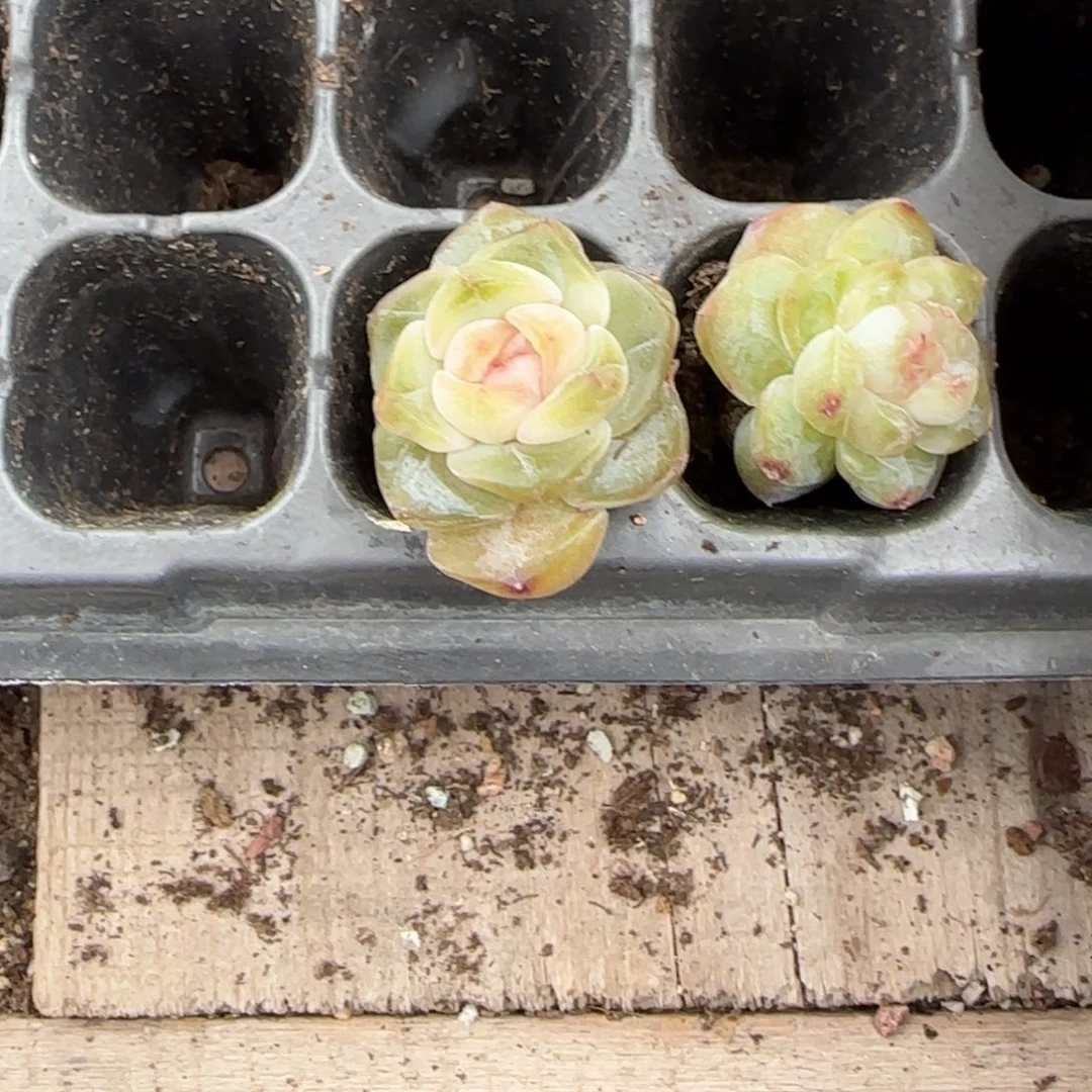 毛***羡状态桃坞2个满25包邮