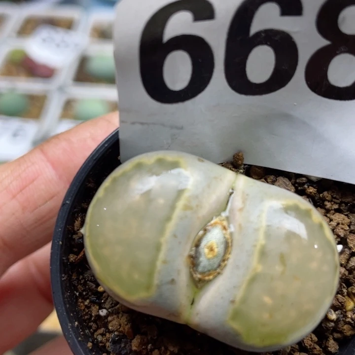 668大母本带盆l l