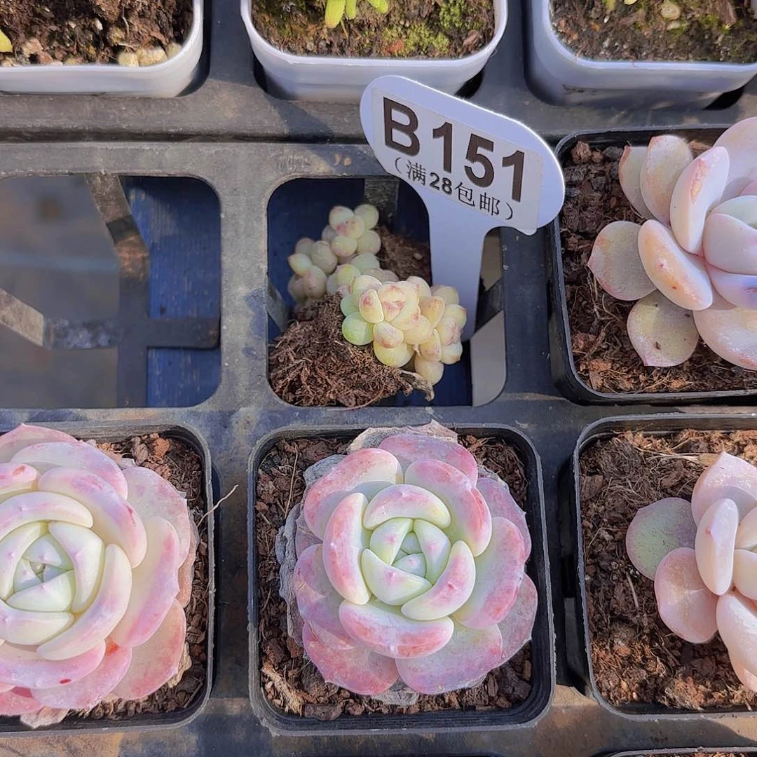 云*B151两颗一物一拍