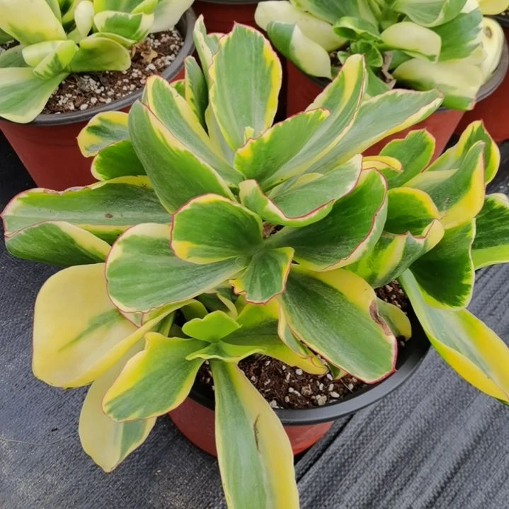 包菜家族的青梅白覆轮锦