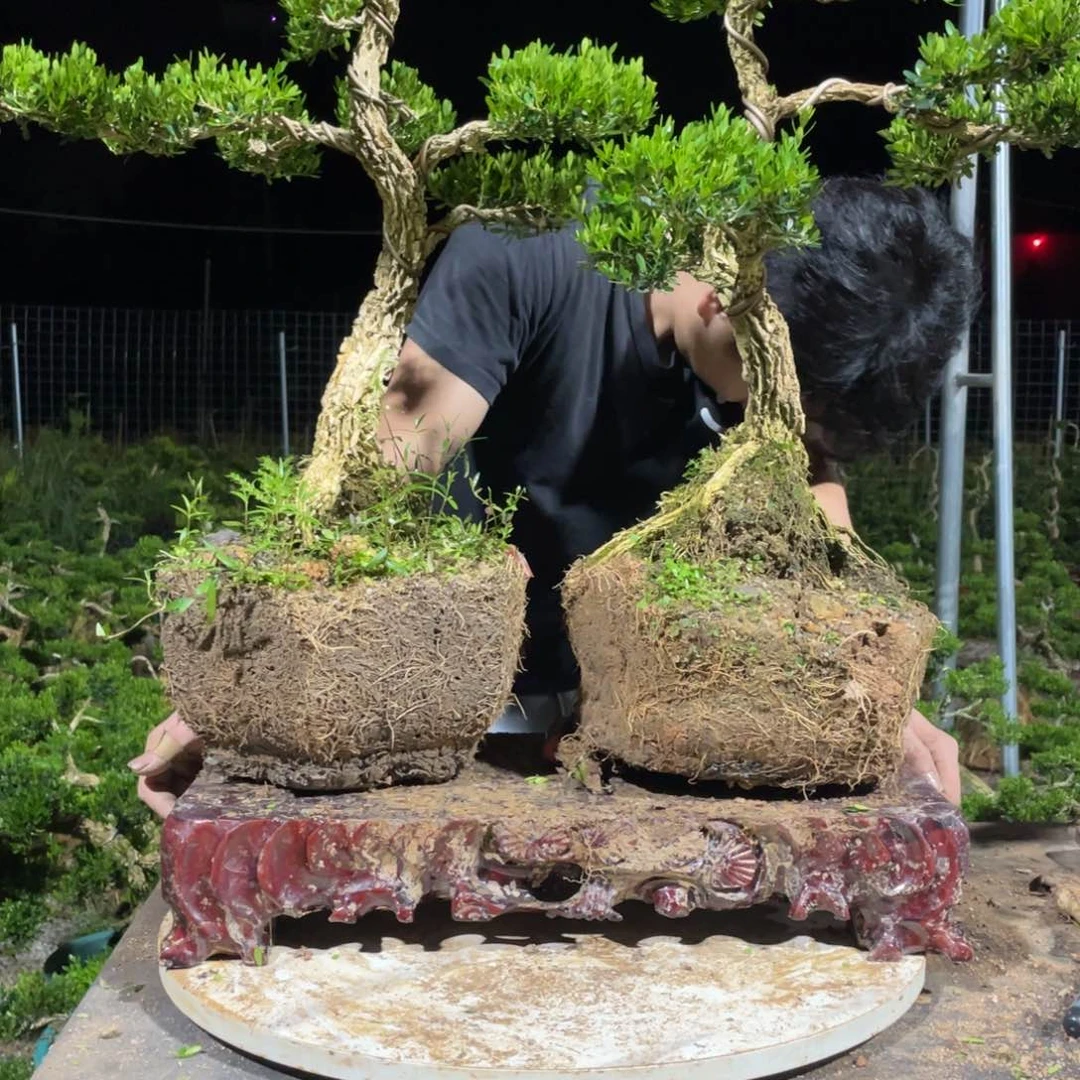 完全开放黄杨盆景