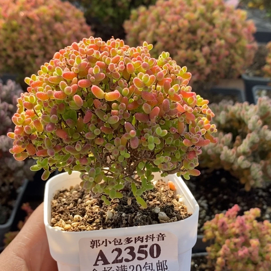 给***球蜜橘糖球2350枝干番杏