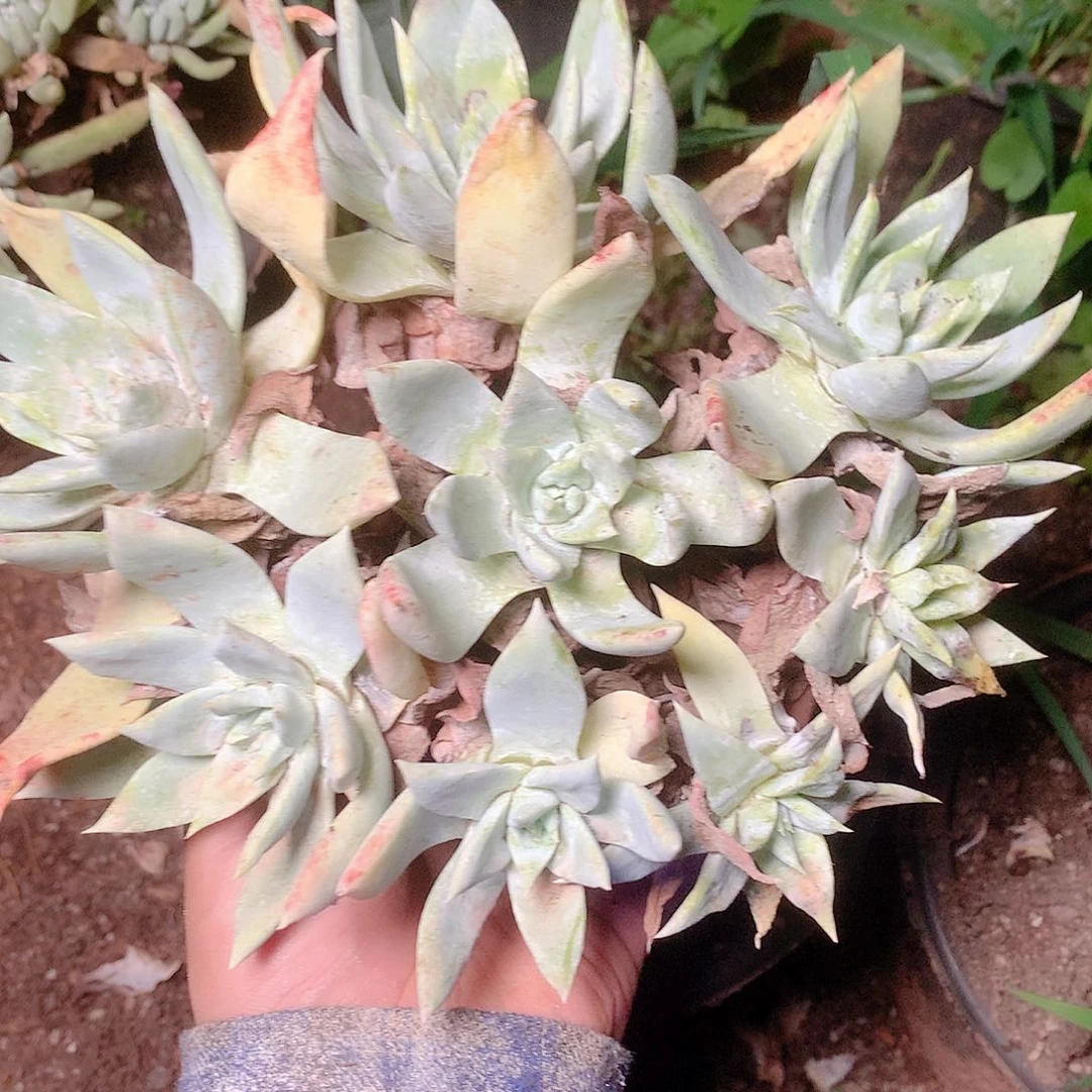 2355苹果叶雪山仙女杯