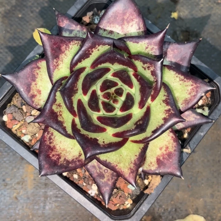 开播特惠11111111111111