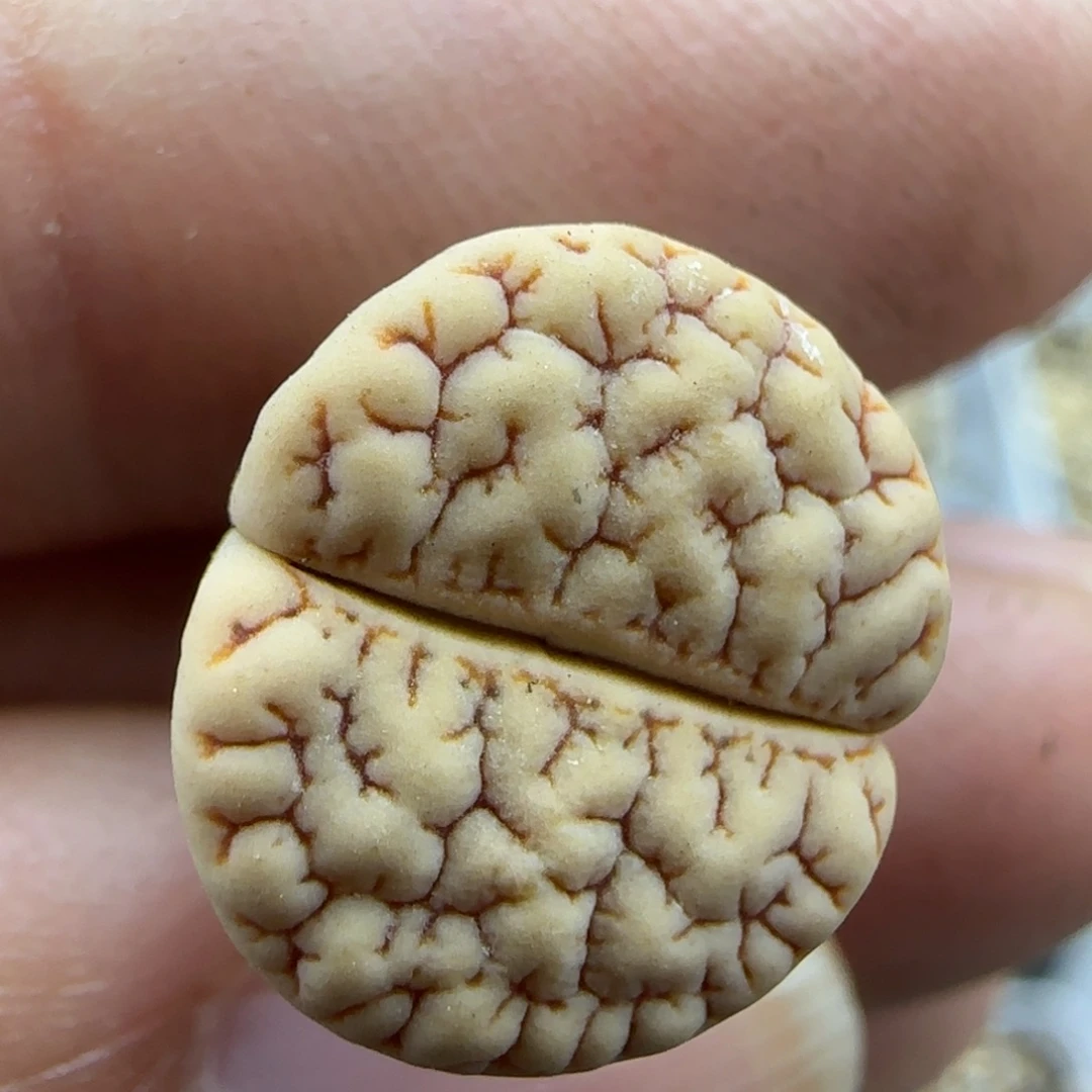 236荒189 清框福利30包邮