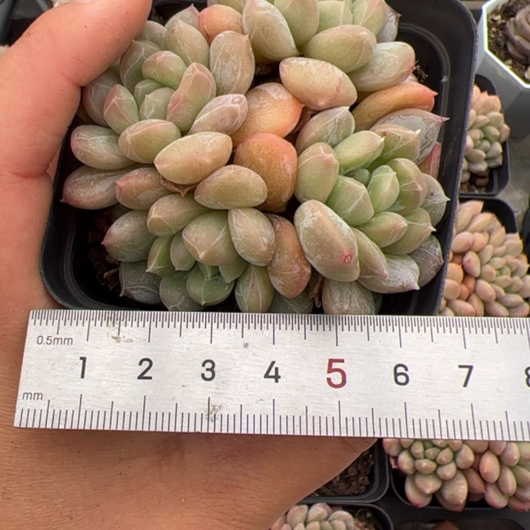 夏*691 多肉植物组合
