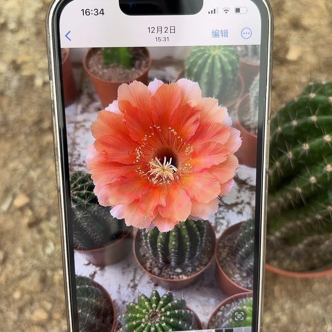 彩草1-20号7公分左右