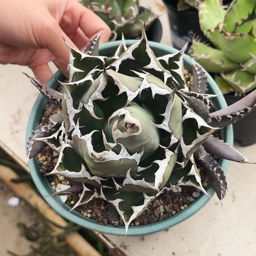 张**儿龙舌兰姬仁