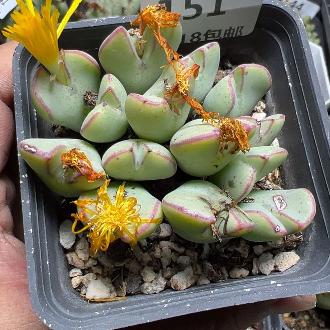 【闪购商品】 151。