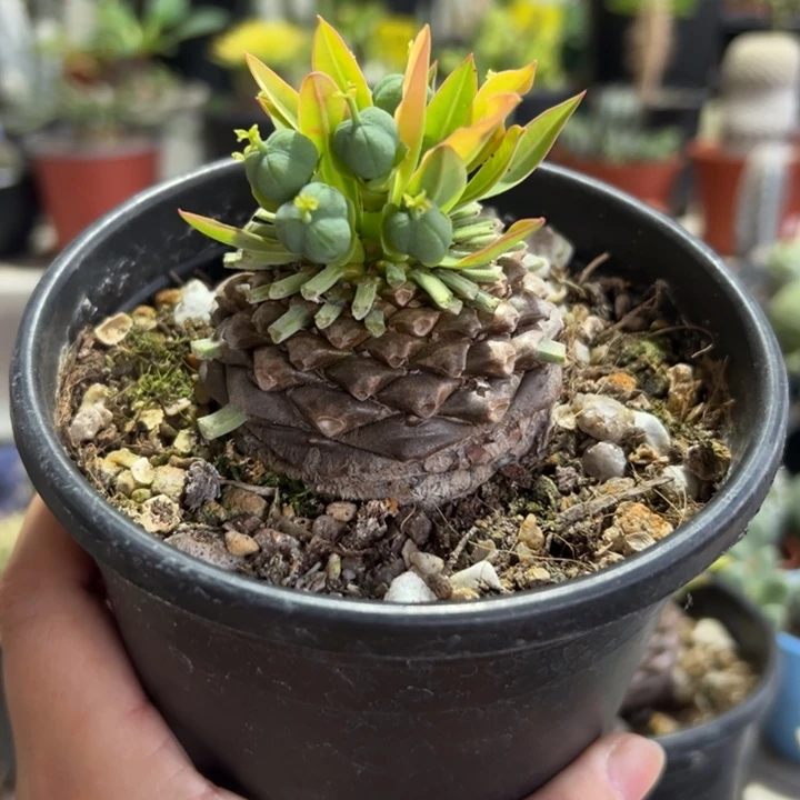 母铁甲丸带盆11111111111