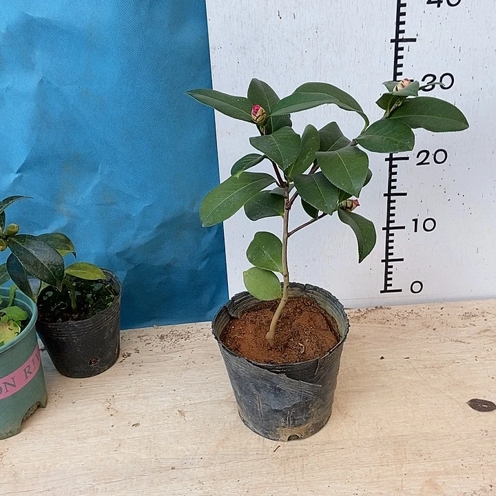 完全开放姚黄3个包