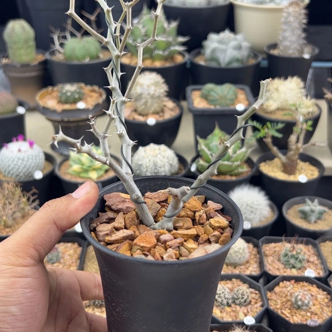 薛***猫弯曲龙一物一拍，，，