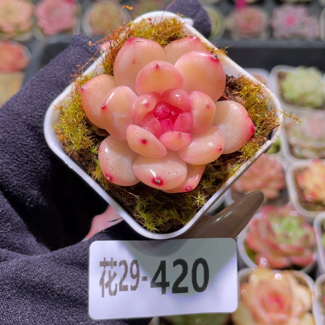 花利美29-420福利珍妮