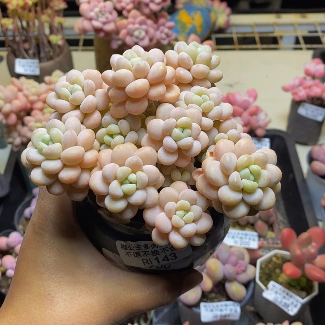 今****吗143洛可可多肉10cm