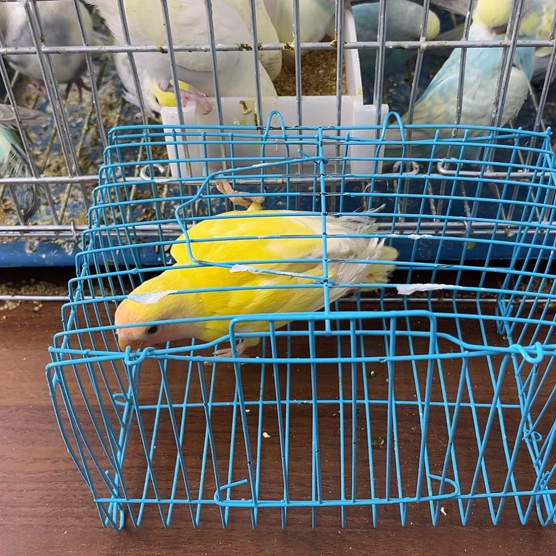 虎皮鹦鹉金彩鹦鹉