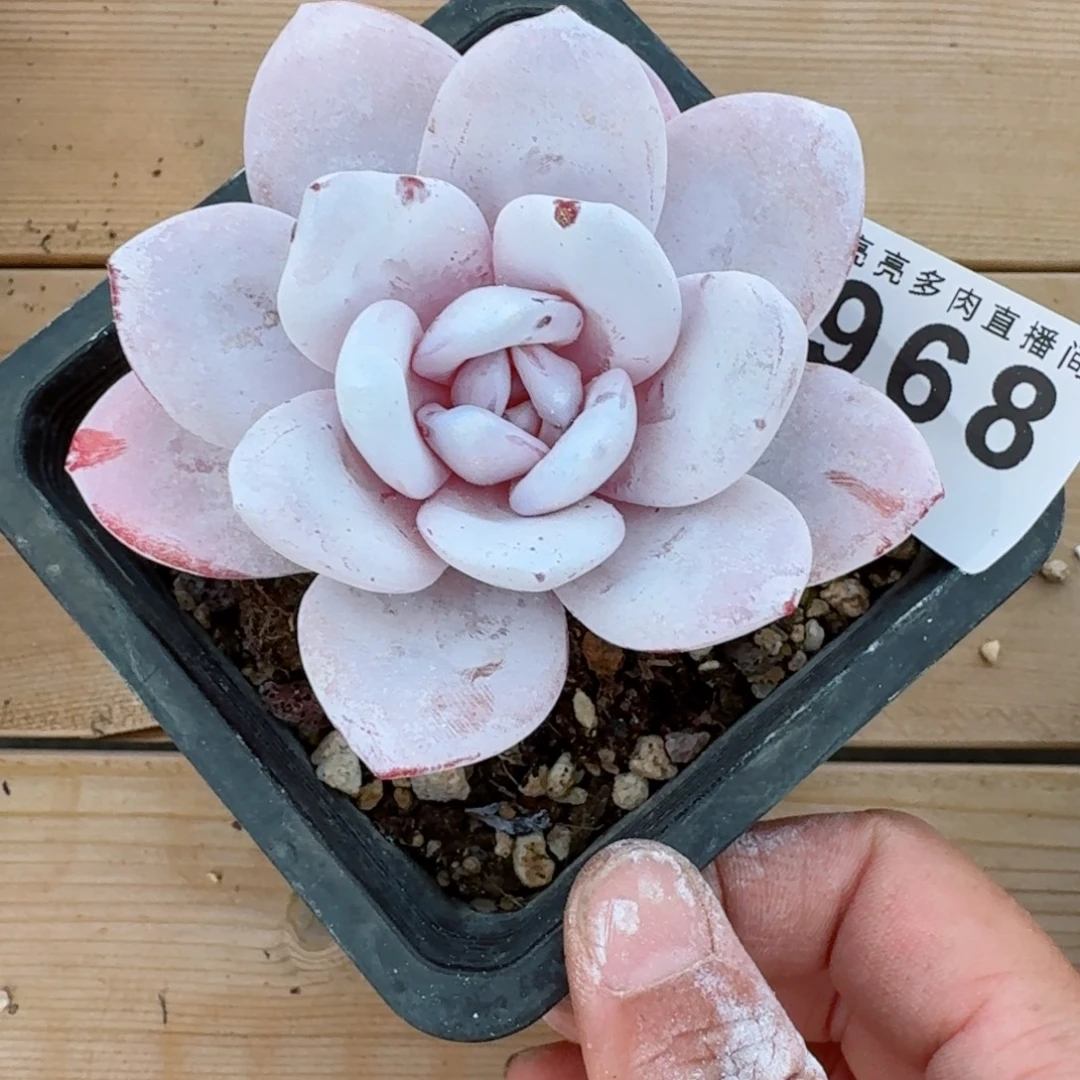 雪莲      愿你一路坦途，乘风破浪展宏图