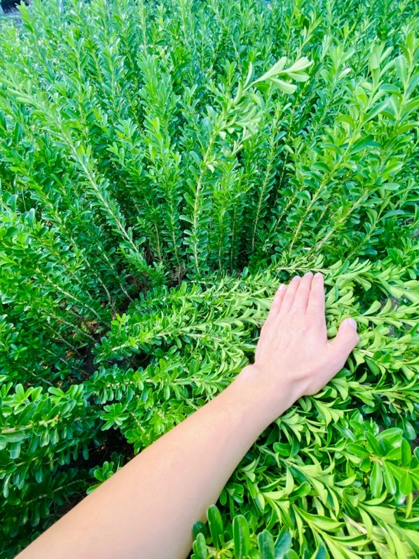 北方高杆雀舌黄杨小苗雀舌黄杨耐寒四季常绿耐寒耐旱栽种吸甲醛