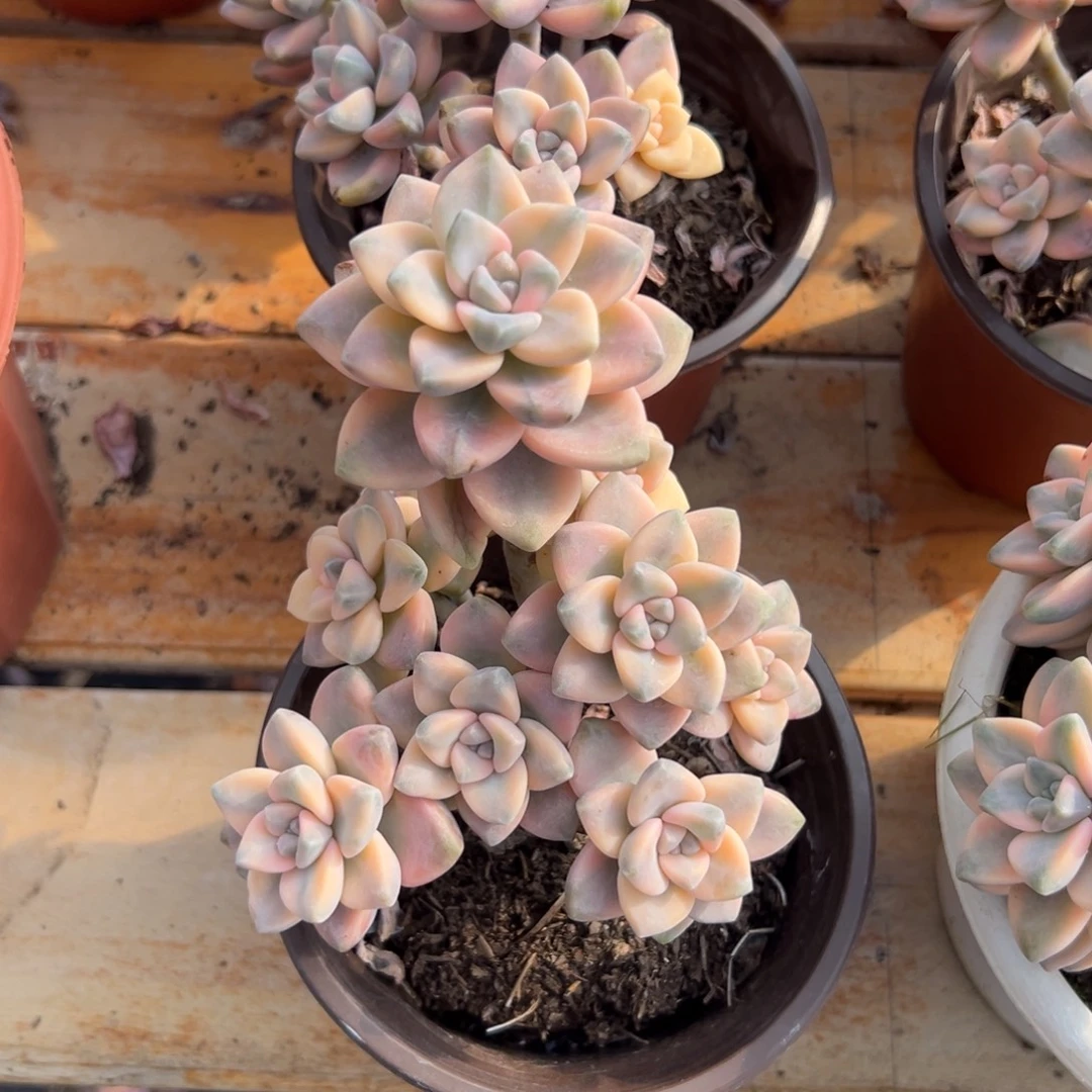 多肉小群美杏锦【非偏远满18包邮】