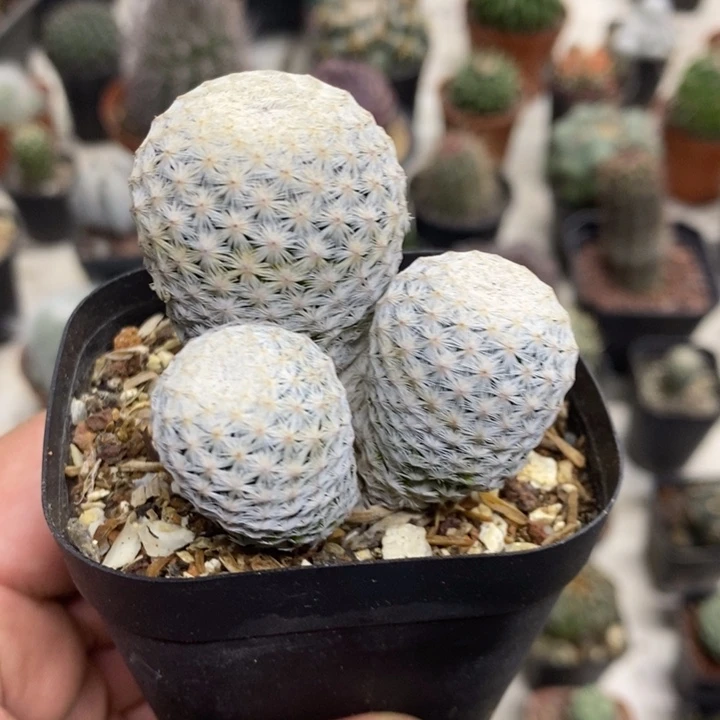 三头白鸟特价福利