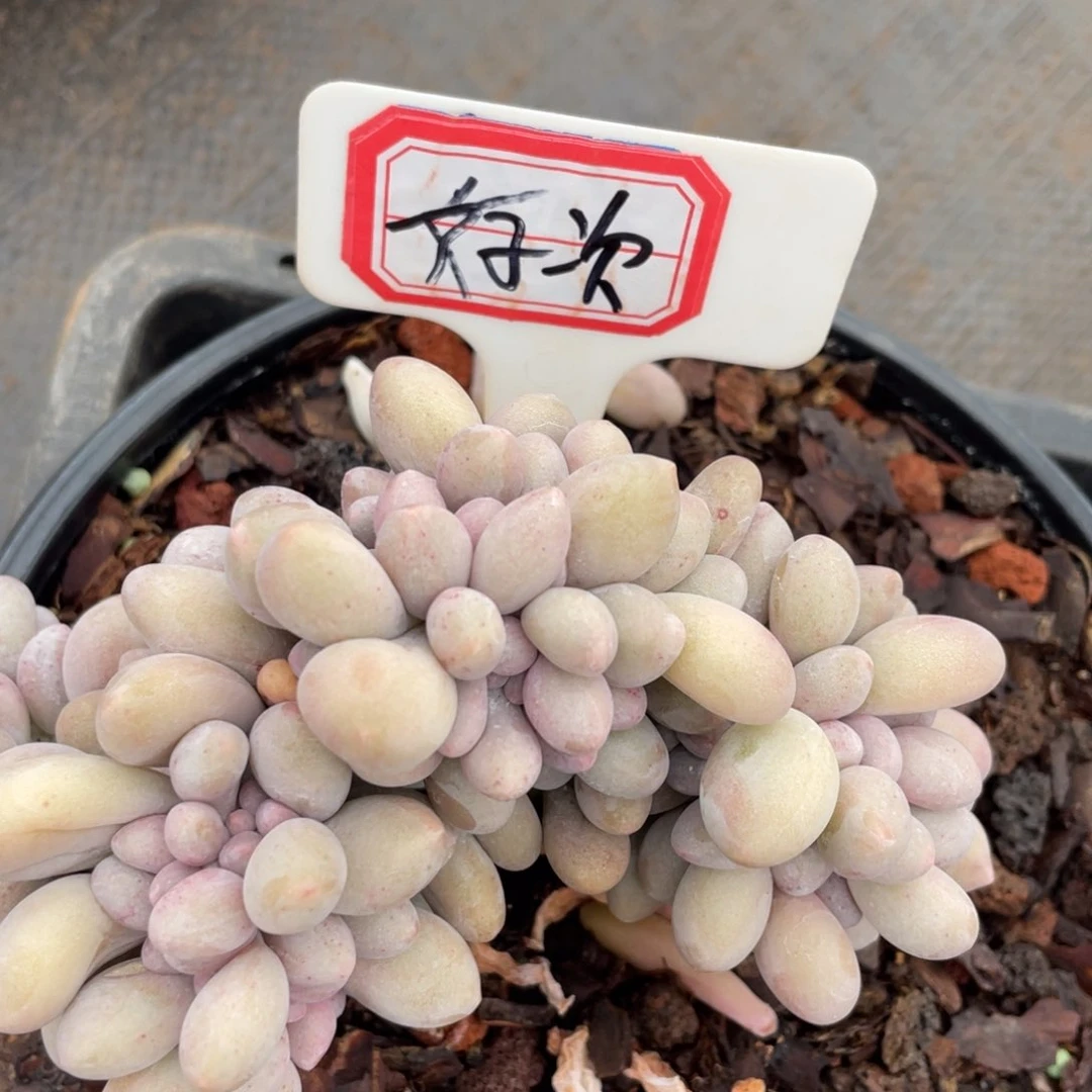 好****又姐姐说要不就是个好