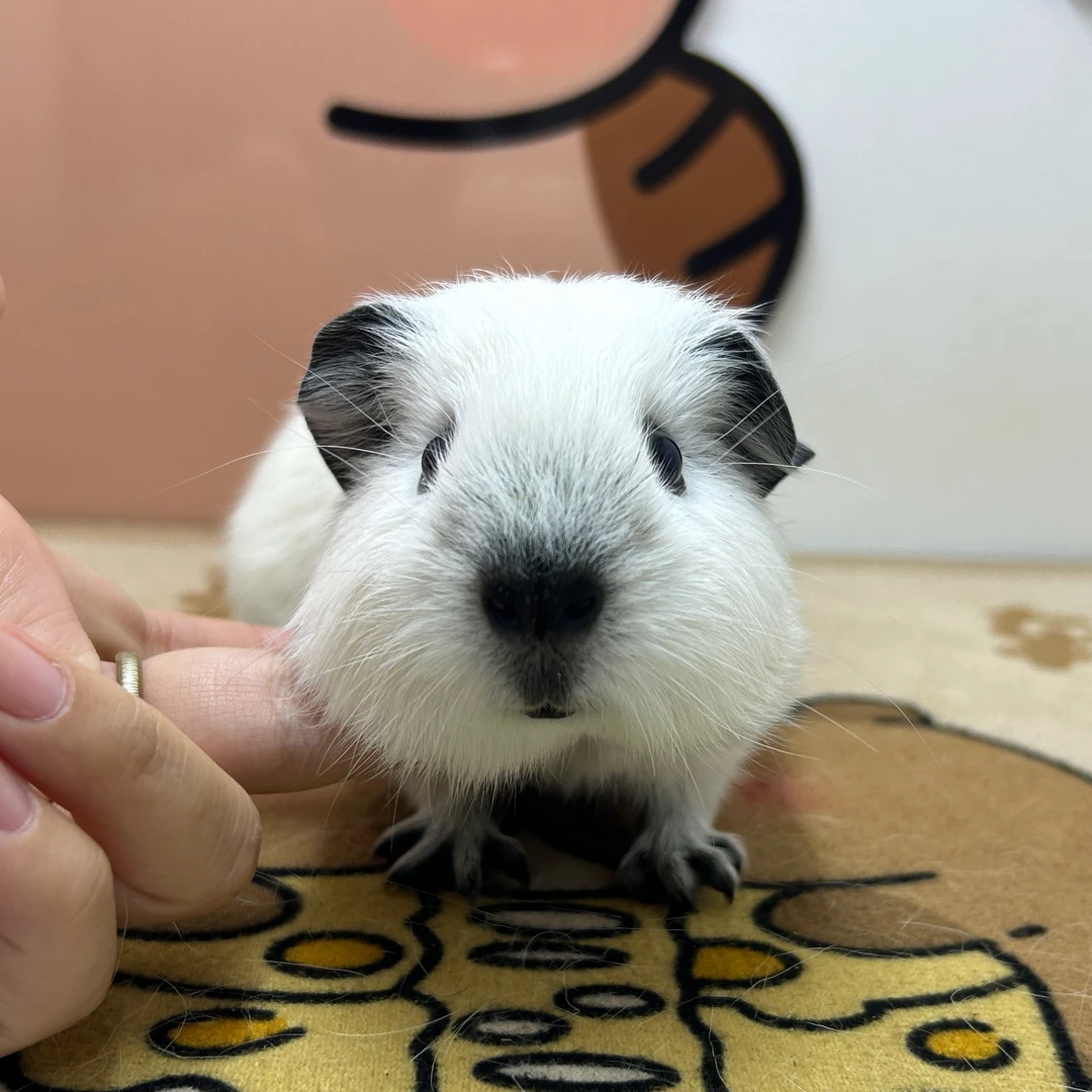 宠物豚鼠白加州荷兰猪弟弟