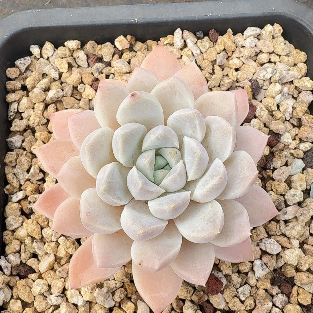 奶油夫人多肉植物福利