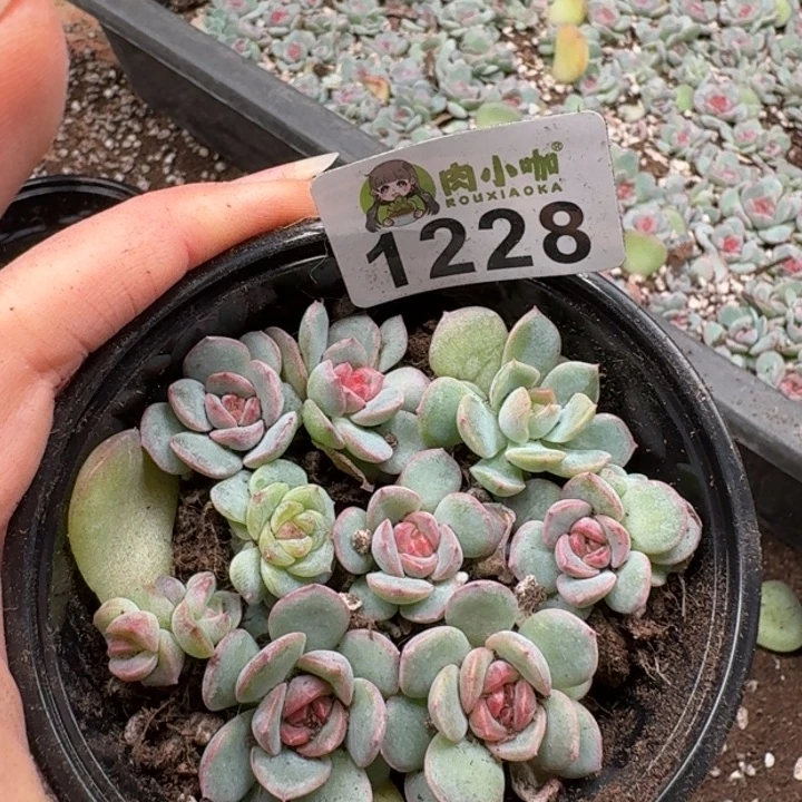 多肉植物多肉植物