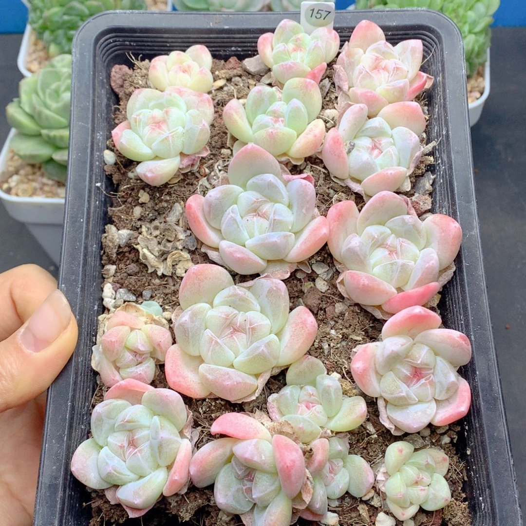 58包邮  群生不包整157