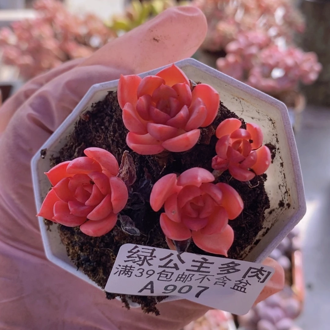 高贵5cm907多肉酱