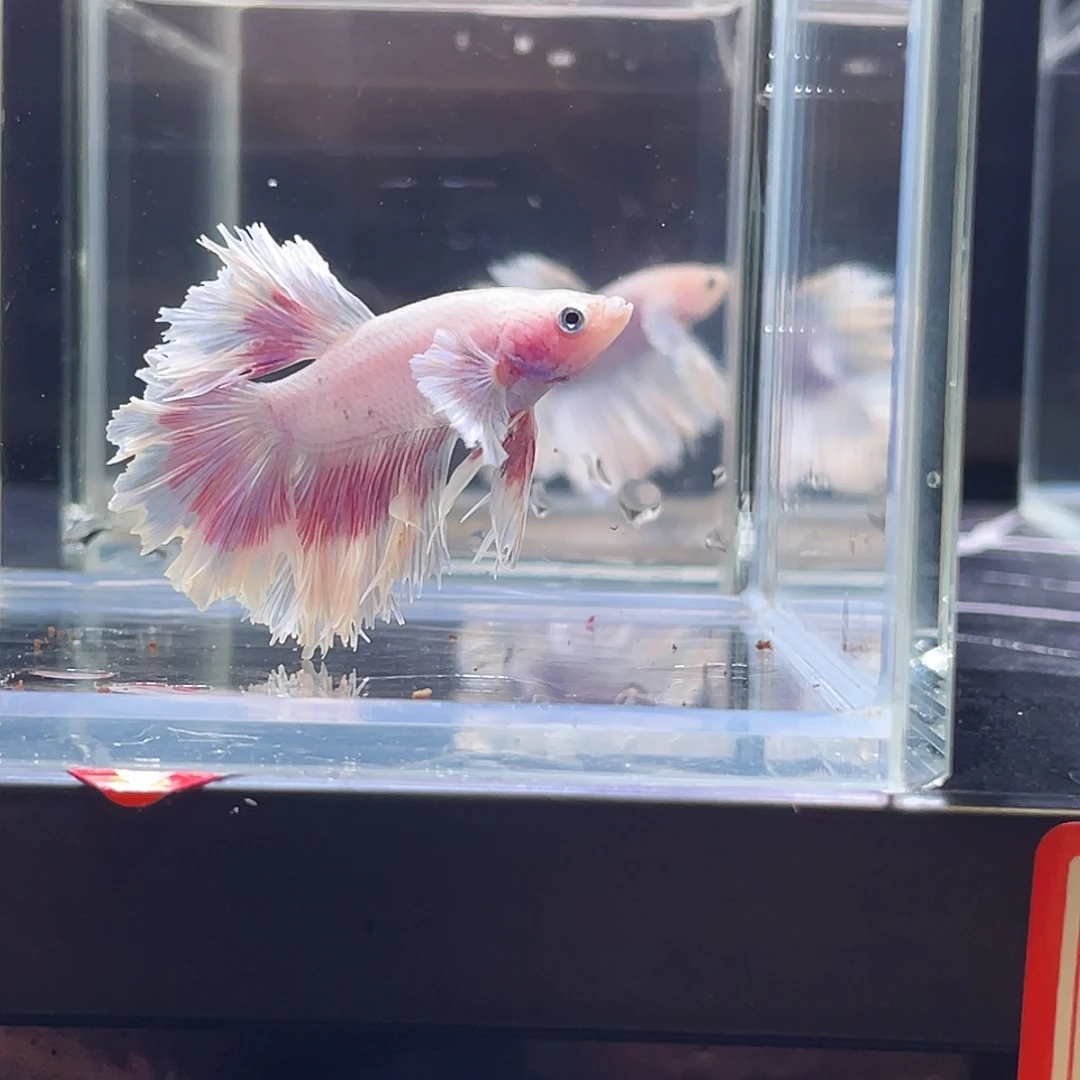 斗鱼印尼斗鱼，记得拍加热包015