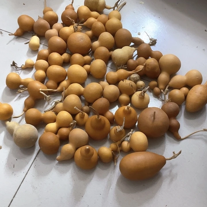 老皮葫芦58个80包邮特价无售后