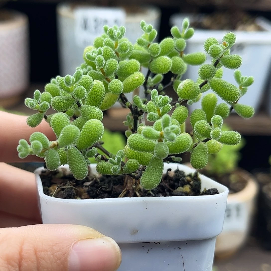 21翡翠优选枝干番杏