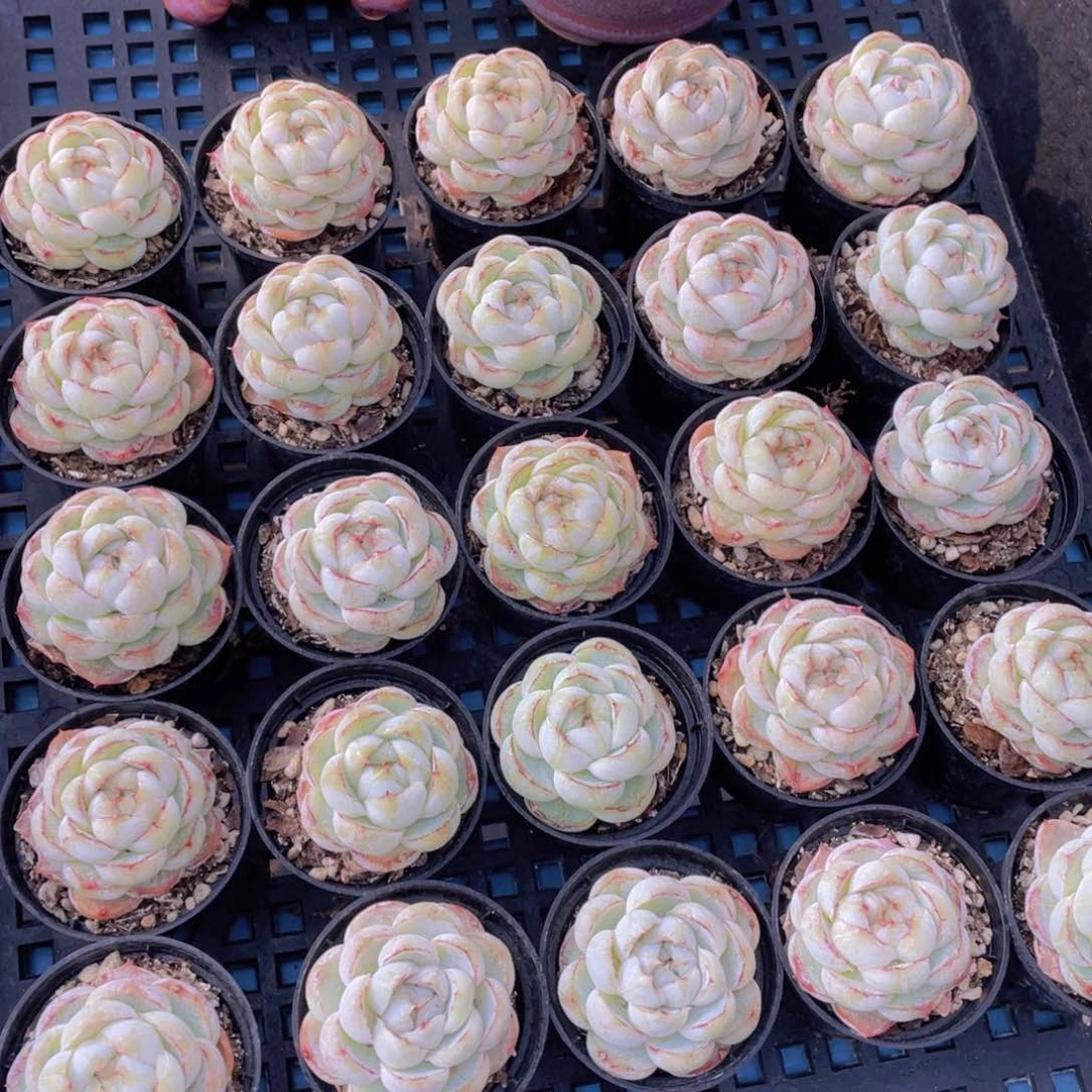 量拍46号珍妮胖虎单头一个