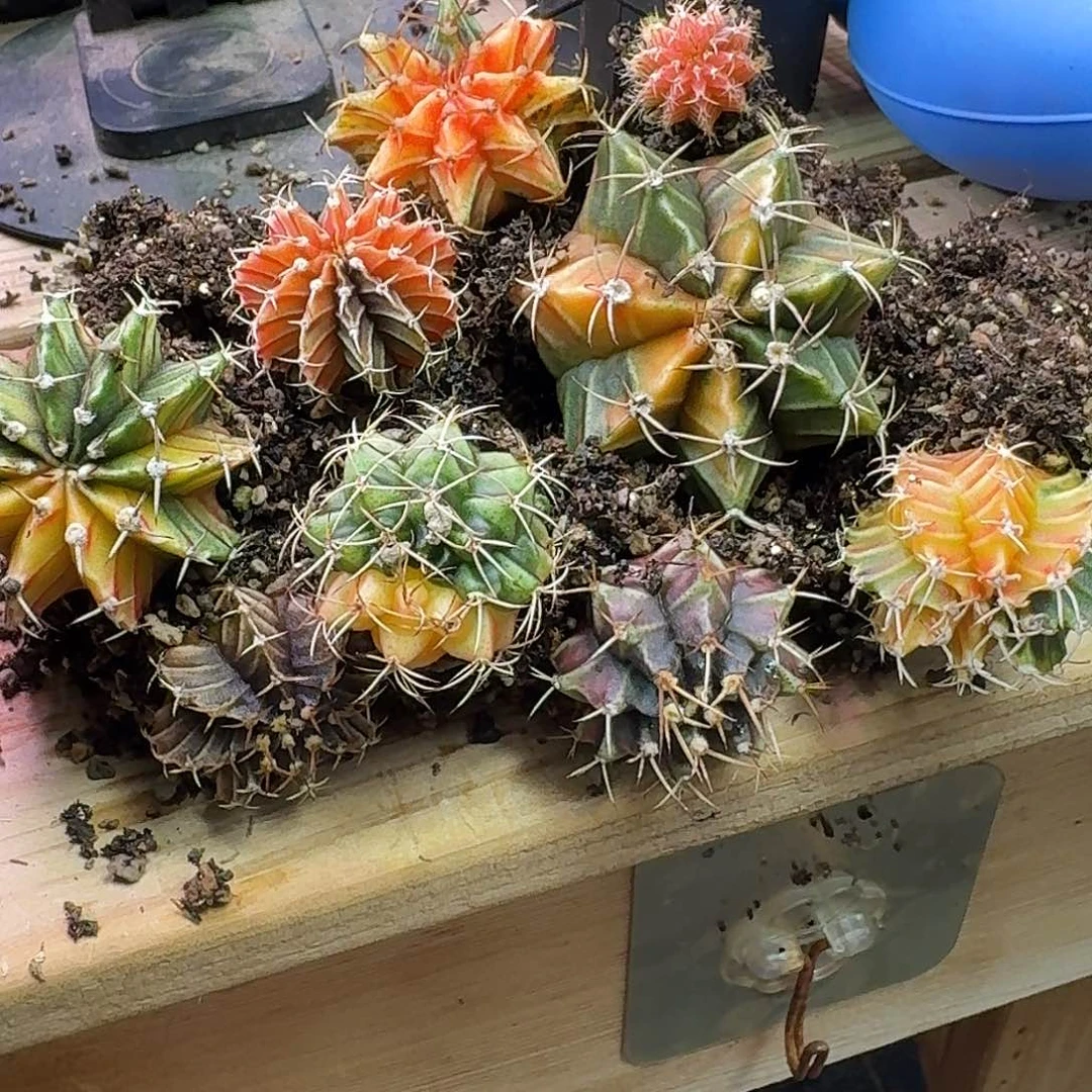 梦****米哈实生自然锦115