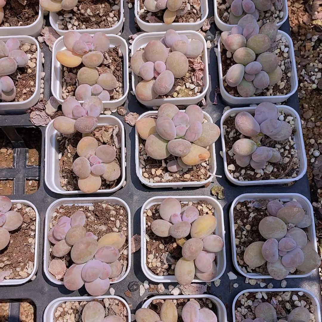 0716-15-紫奶酪买一送一量拍