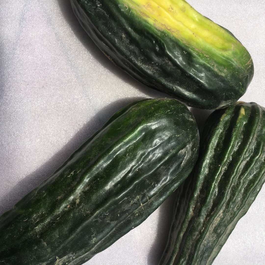 不甜黑皮菜瓜河南烧瓜脆瓜蔬菜农家自种包邮菜瓜黑皮棱子酥 菜瓜