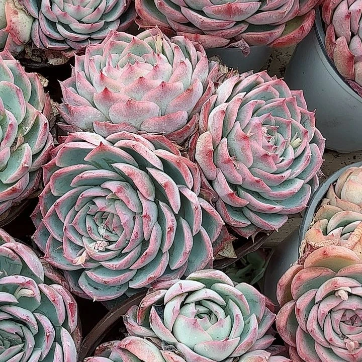 红色侧影多肉植物