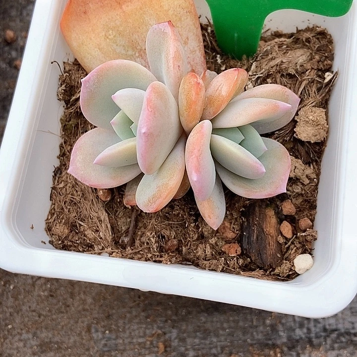 多肉植物奶茶1666