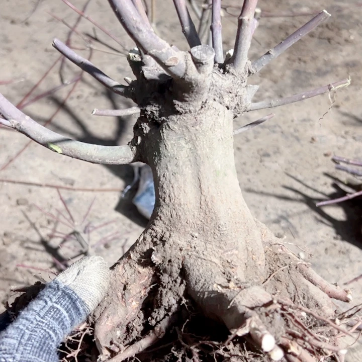 烟***灰无花朵枫树……枫树