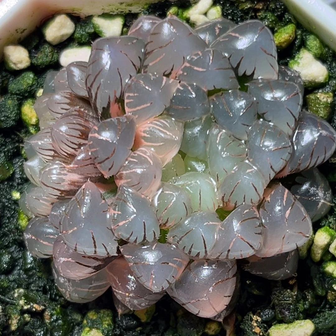 恭喜发财大吉大利670