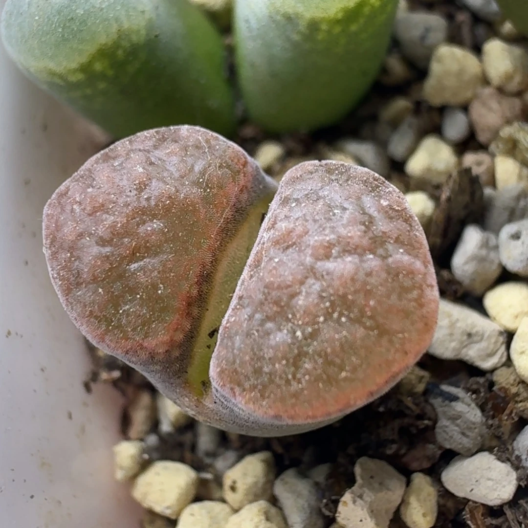 61号单头风铃一物一拍