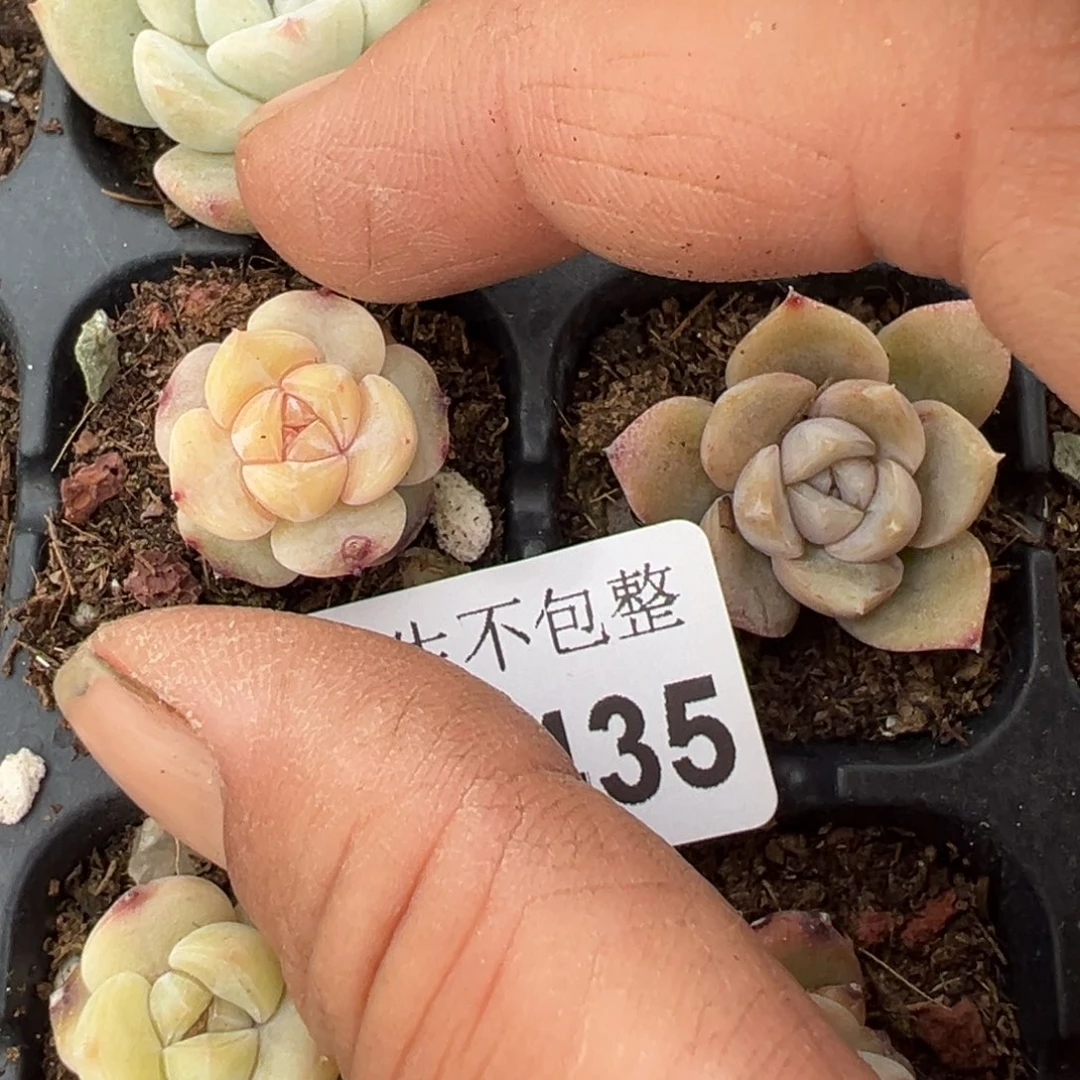 小卡拉米糖心一物一拍1-435